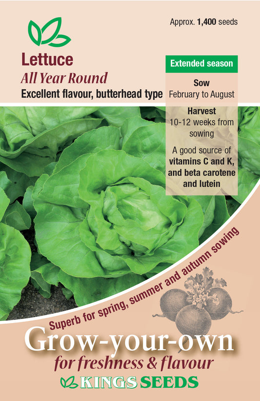 Kings Seeds Lettuce All the Year Round 1400 Seeds