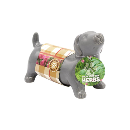 Sausage Dog Chive Herb Planter Grow Kit – Bees Seeds