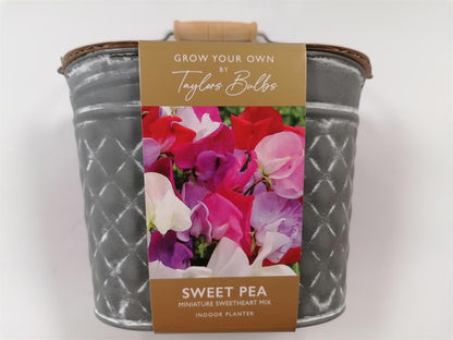 Taylors - Sweet Pea Metal Planter