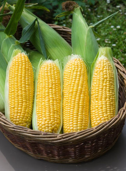 Sweetcorn Moonshine F1 Seeds
