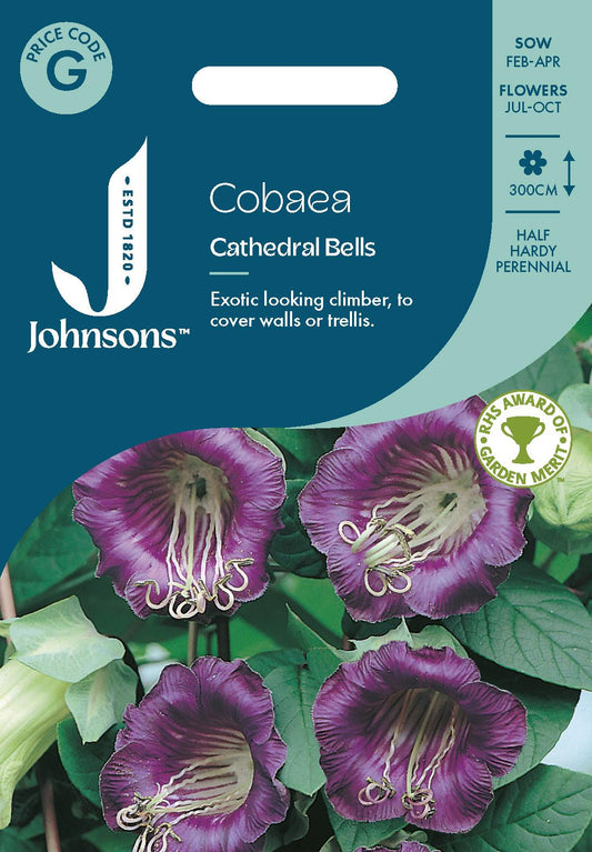 Johnsons - Cobaea Cathedral Bells - 20 Seeds