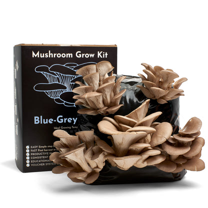 Mushroom Growing Kit Blue Grey Oyster Gift Option