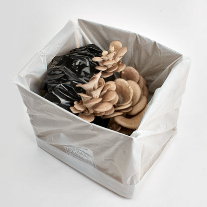 Mushroom  Blue Grey Oyster Growing Kit