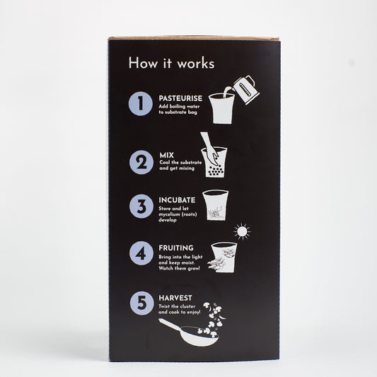 Mushroom Growing Kit Blue Grey Oyster Gift Option