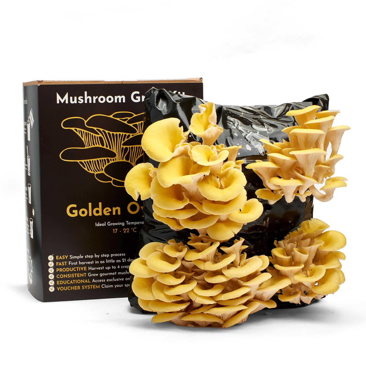 Mushroom Growing Kit - Golden Oyster - Gift Option