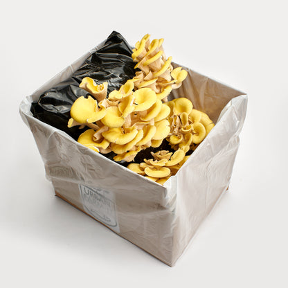 Mushroom Growing Kit Golden Oyster Gift Option