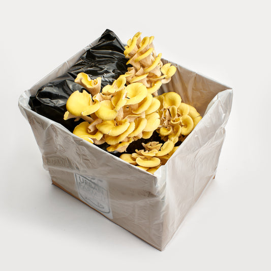 Mushroom Growing Kit Golden Oyster Gift Option