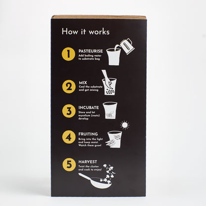 Mushroom Growing Kit Golden Oyster Gift Option