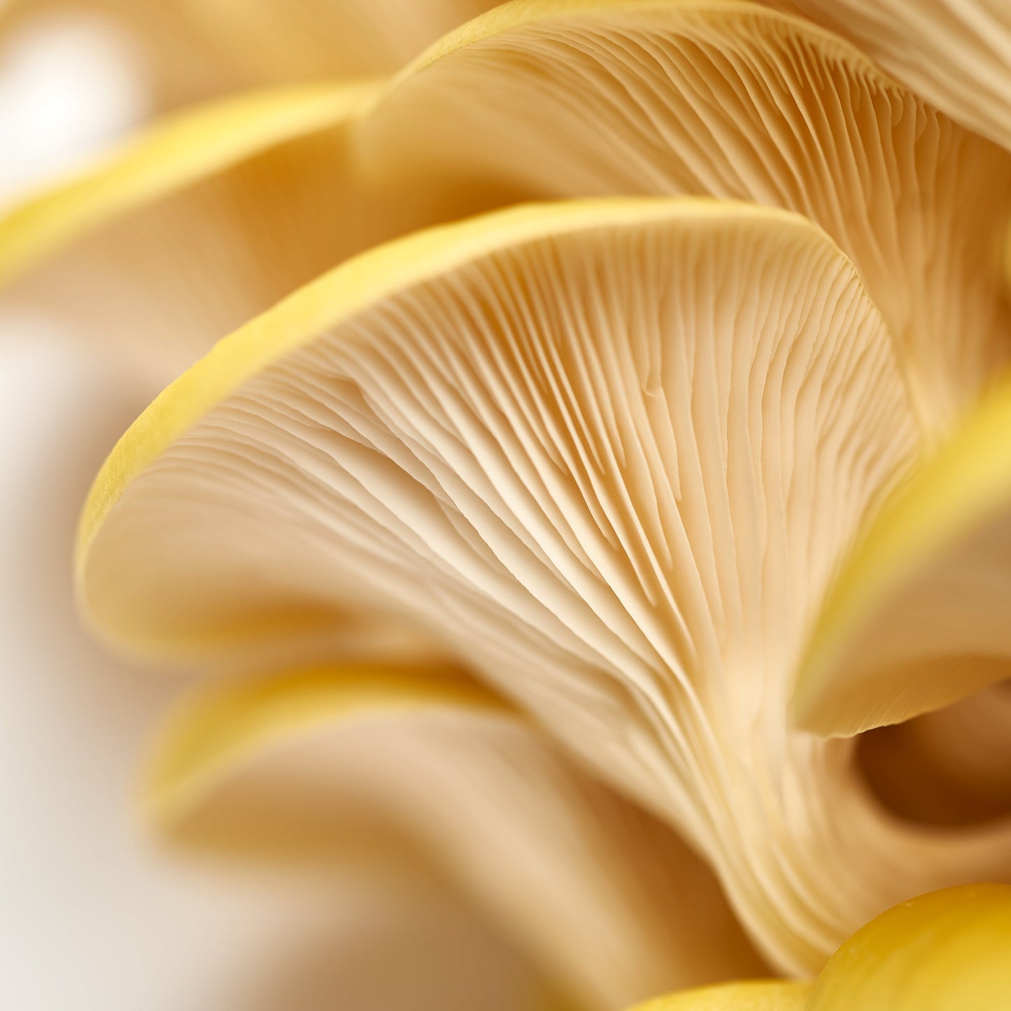 Mushroom - Golden Oyster Growing Kit