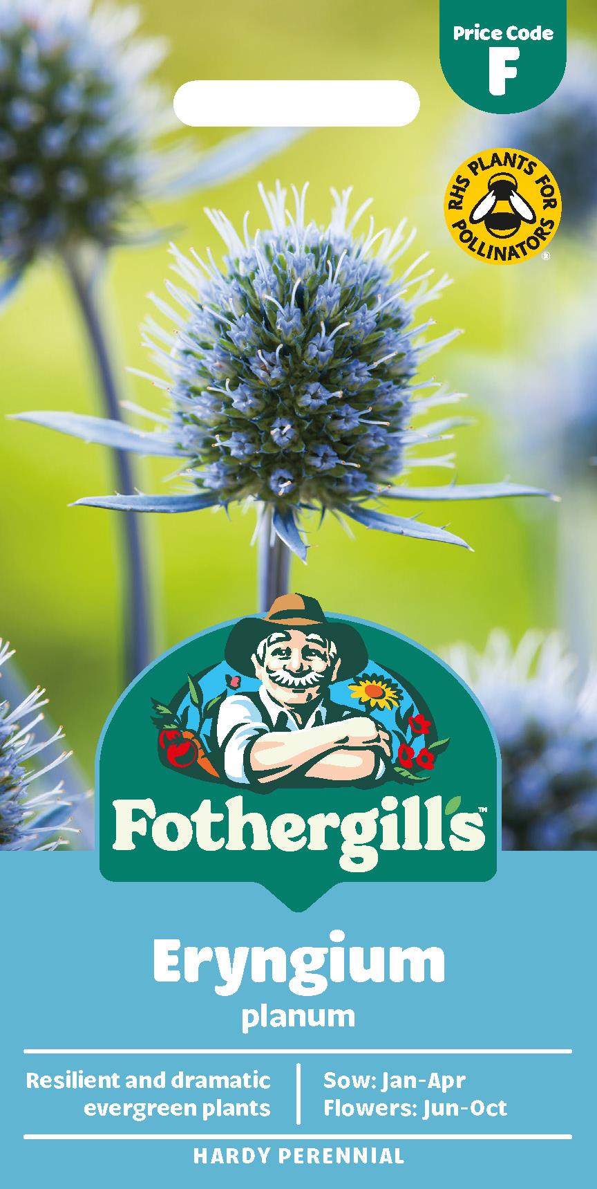 Fothergills Eryngium Planum Seeds