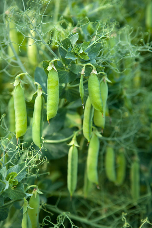 Pea Petit Pois Provencal Seeds