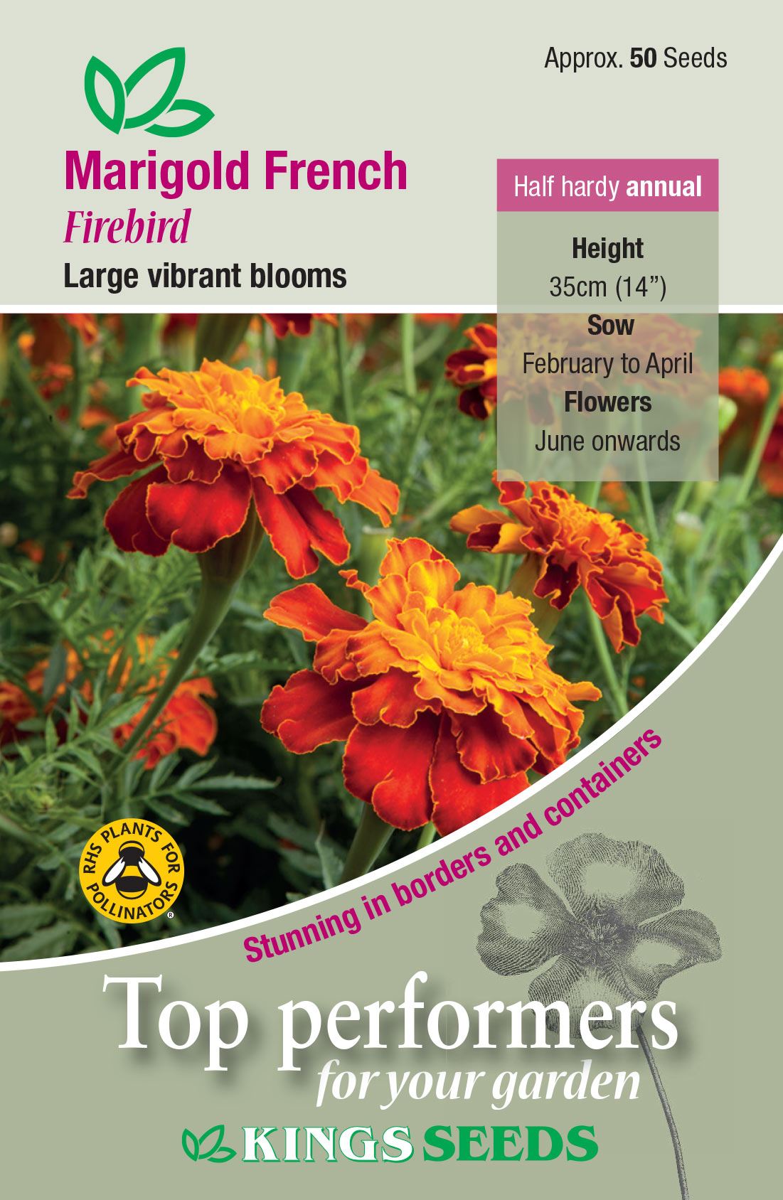 Kings Seeds - Flower - Marigold French Firebird Seeds