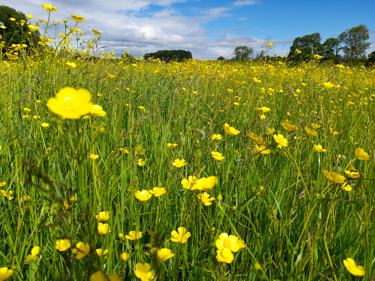 Wildflowers to Sow in October