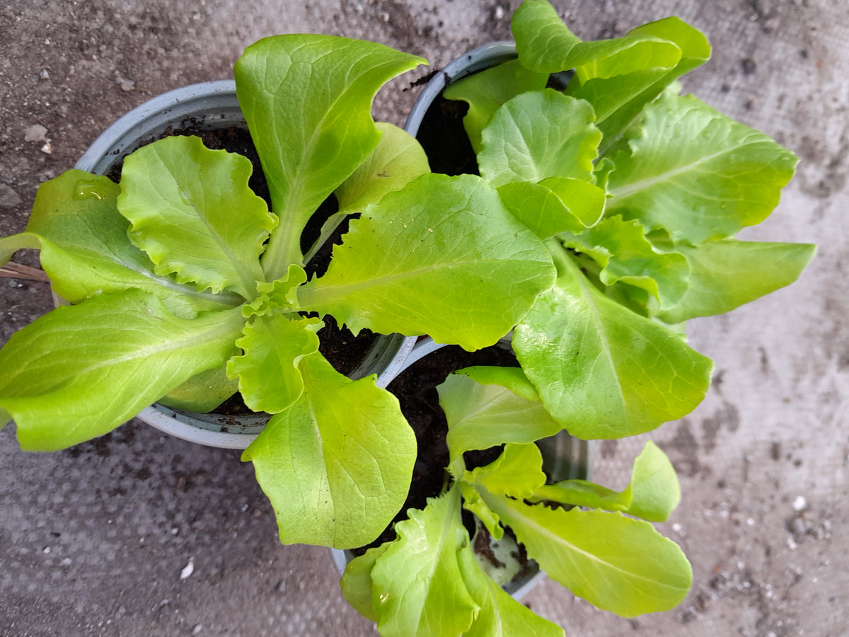 Winter Lettuce