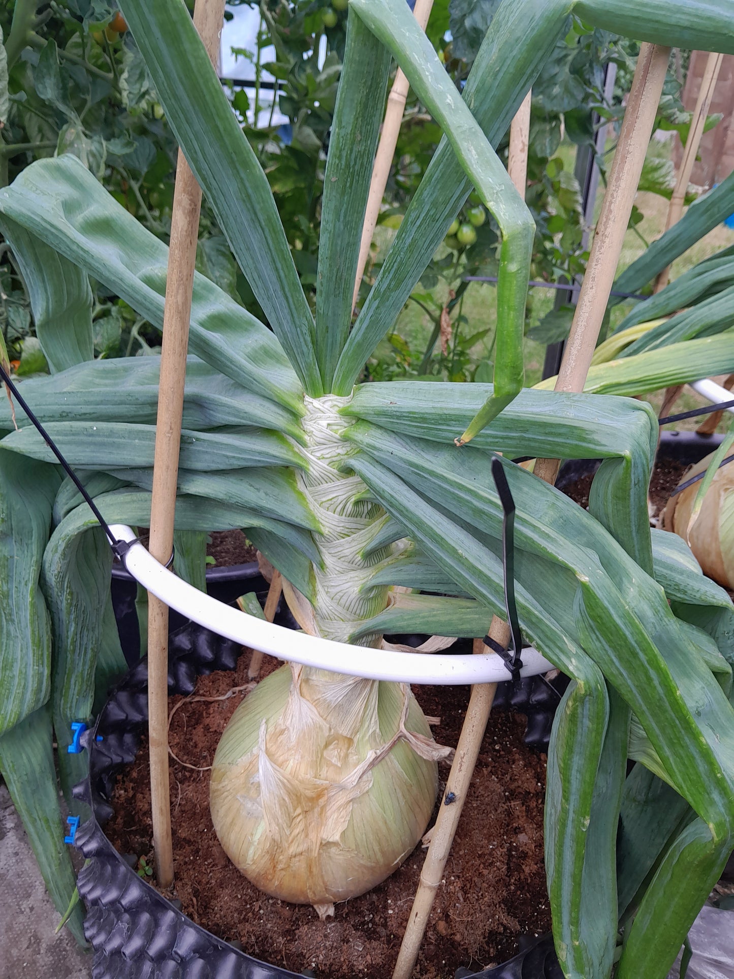 Robinsons Mammoth Onion Improved Seeds – Exhibition Giant Variety - 100 Seeds