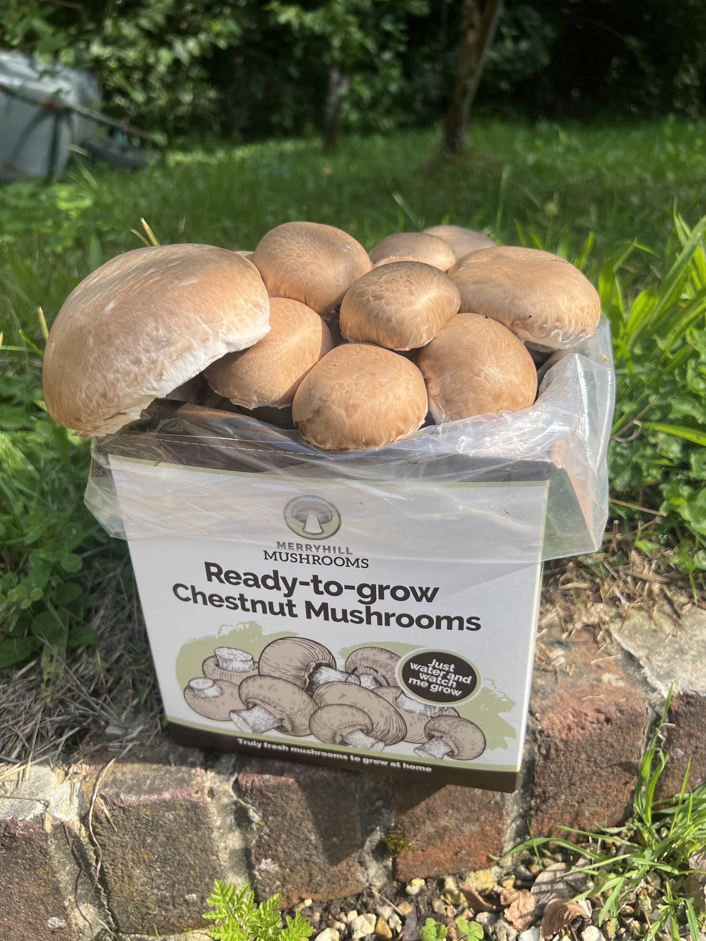 Chestnut Mushroom Growing Kit by Merryhill