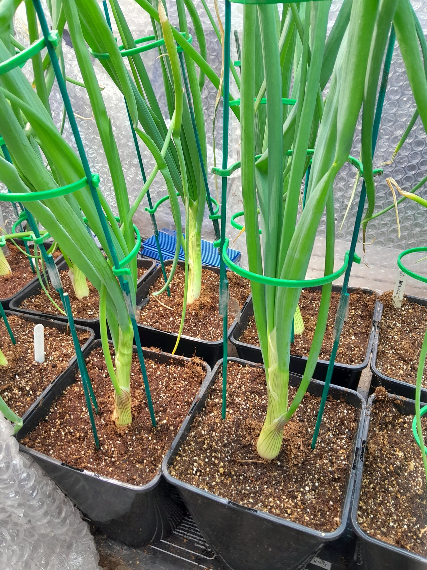 Robinsons Mammoth Onion Improved Seeds – Exhibition Giant Variety - 100 Seeds