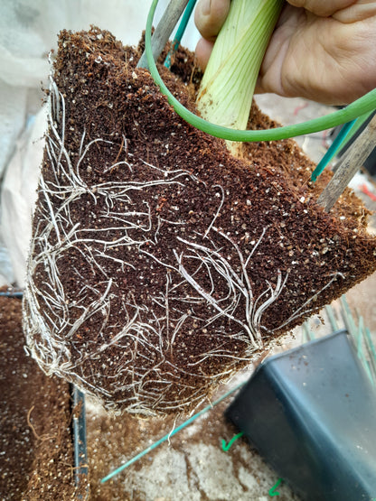 Robinsons Mammoth Onion Improved Seeds – Exhibition Giant Variety - 100 Seeds