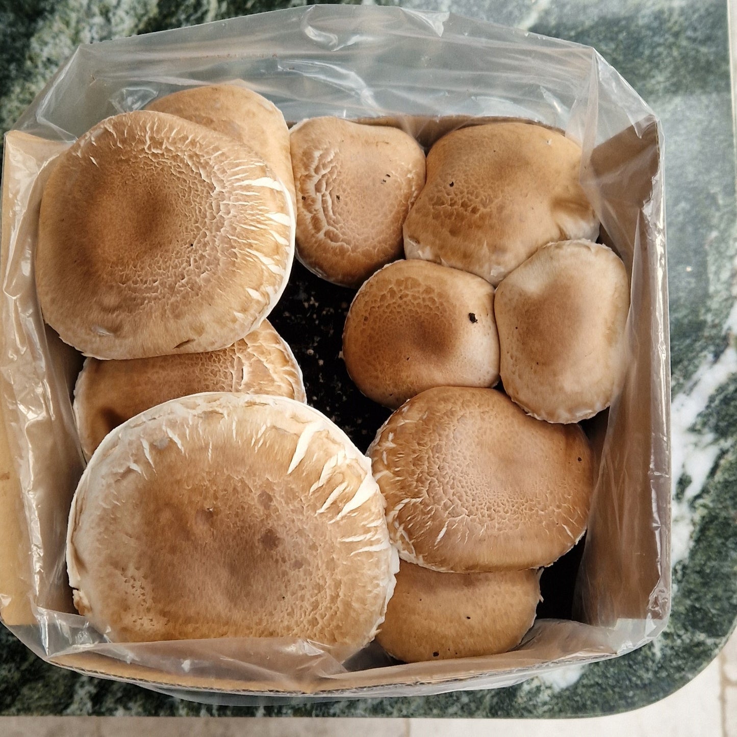 Chestnut Mushroom Growing Kit by Merryhill