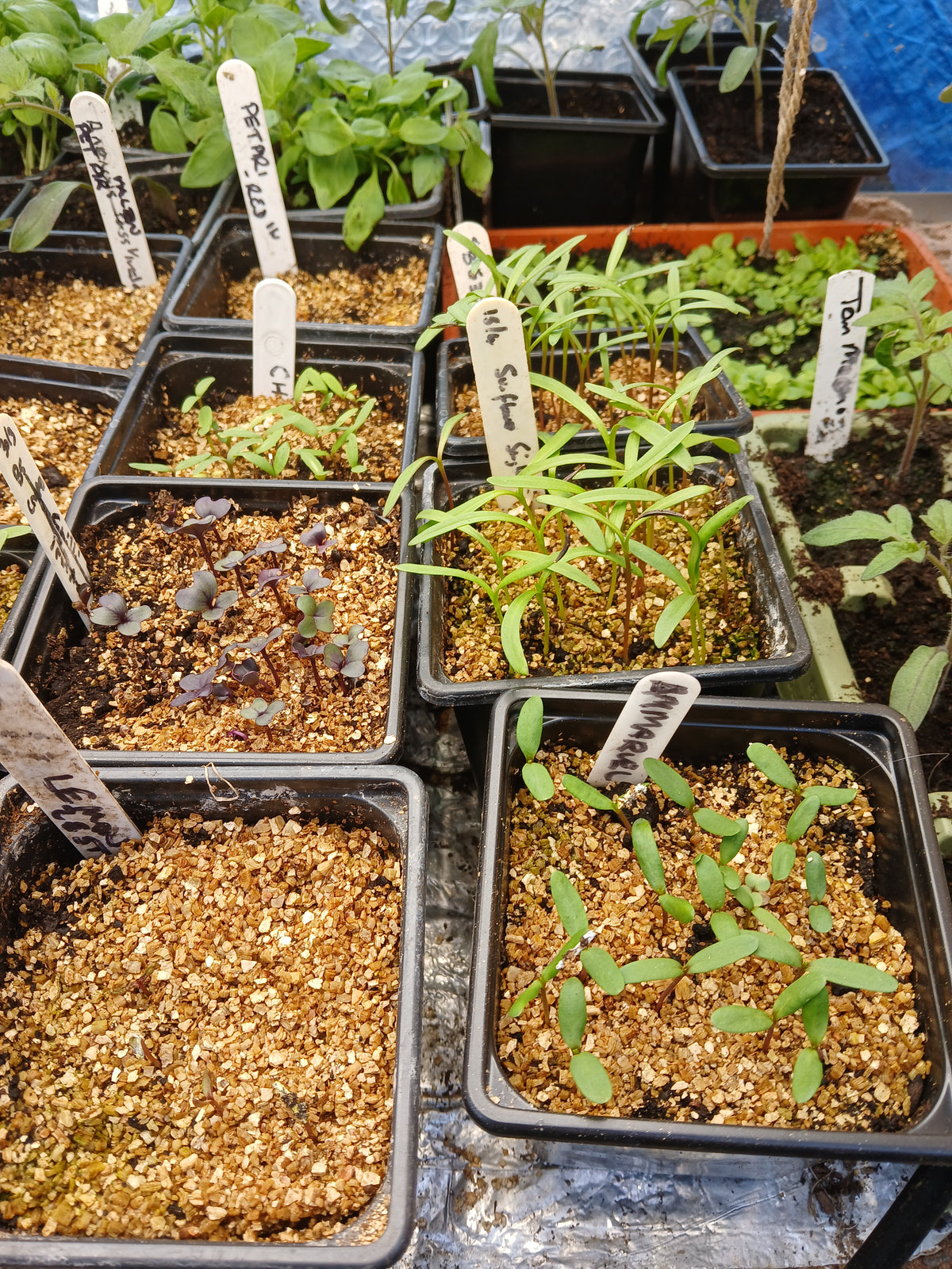 Seed Sowing Made Simple