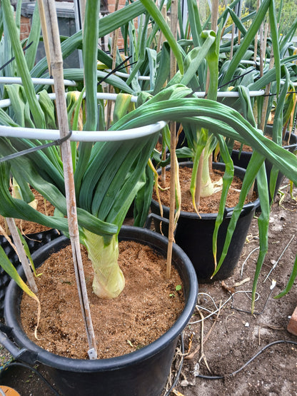 Robinsons Mammoth Onion Improved Seeds – Exhibition Giant Variety - 100 Seeds
