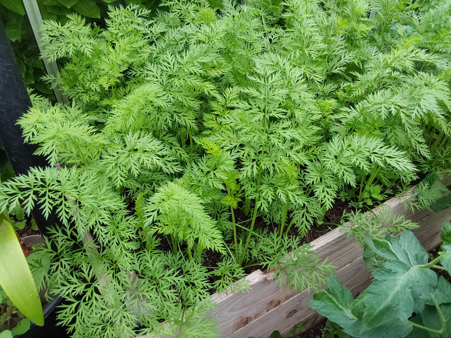 How to Grow Carrots