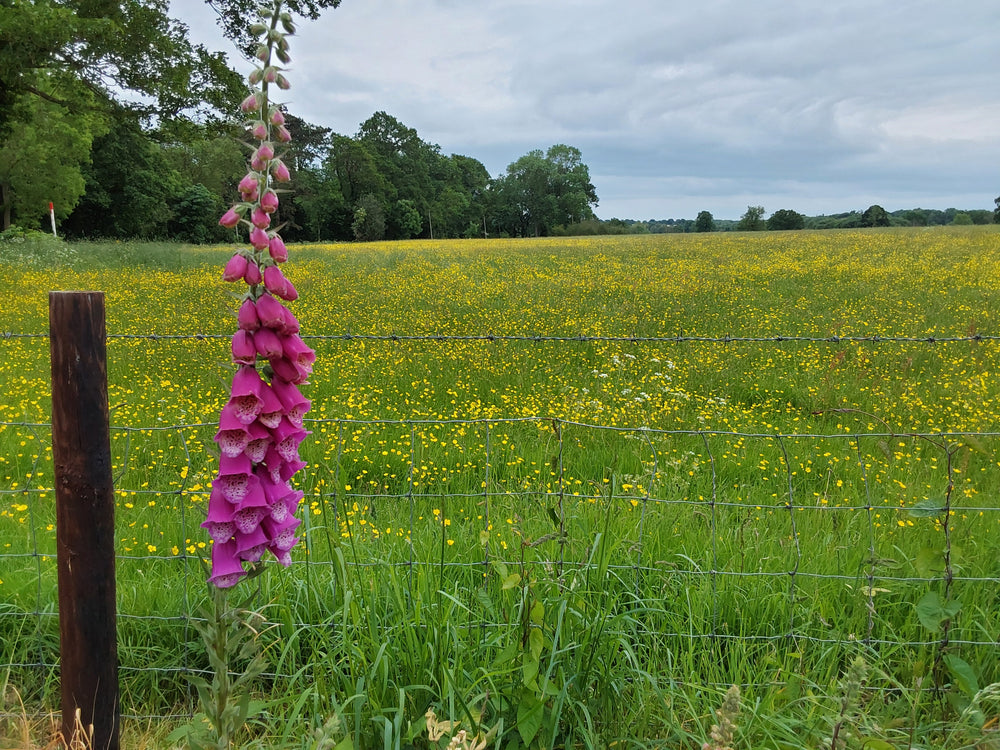 Foxglove