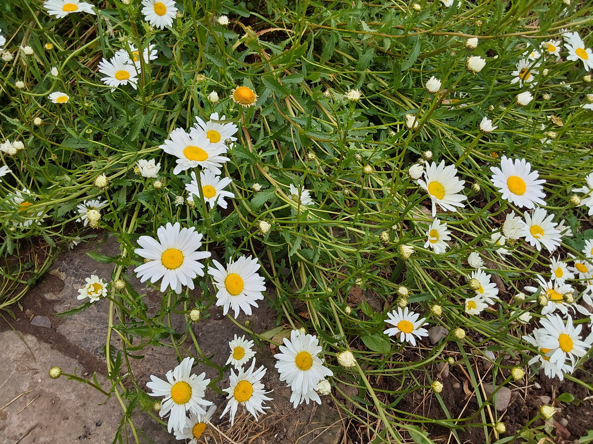 Oxeye Daisy Seed
