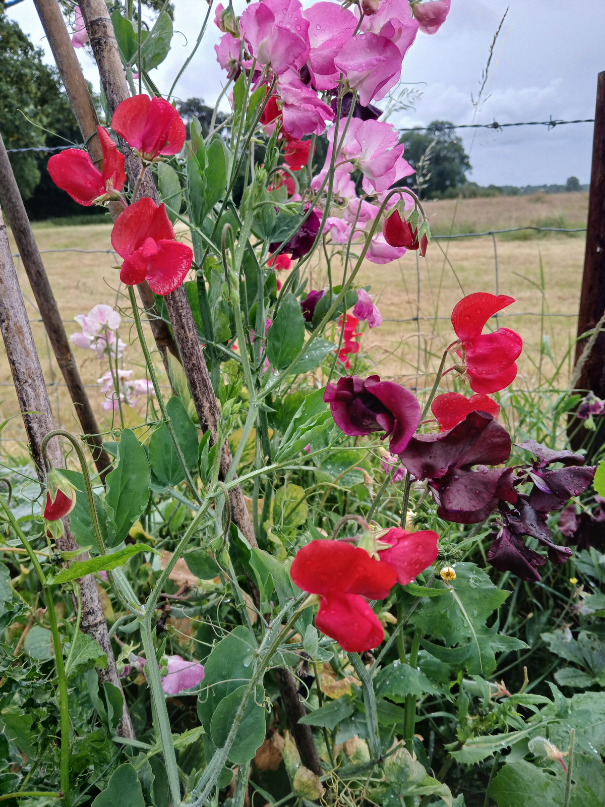 How to Grow Sweet Peas