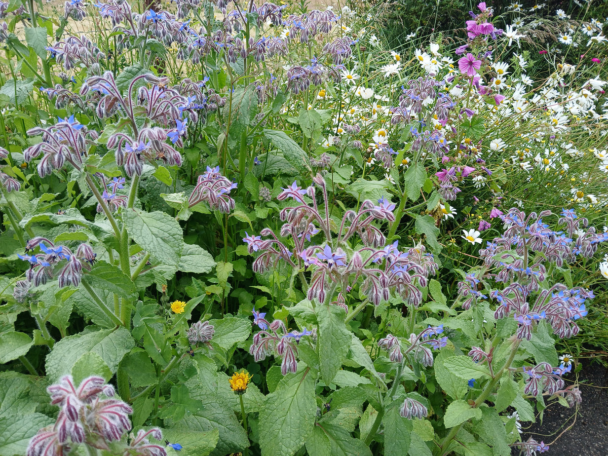 Wildflower Seeds