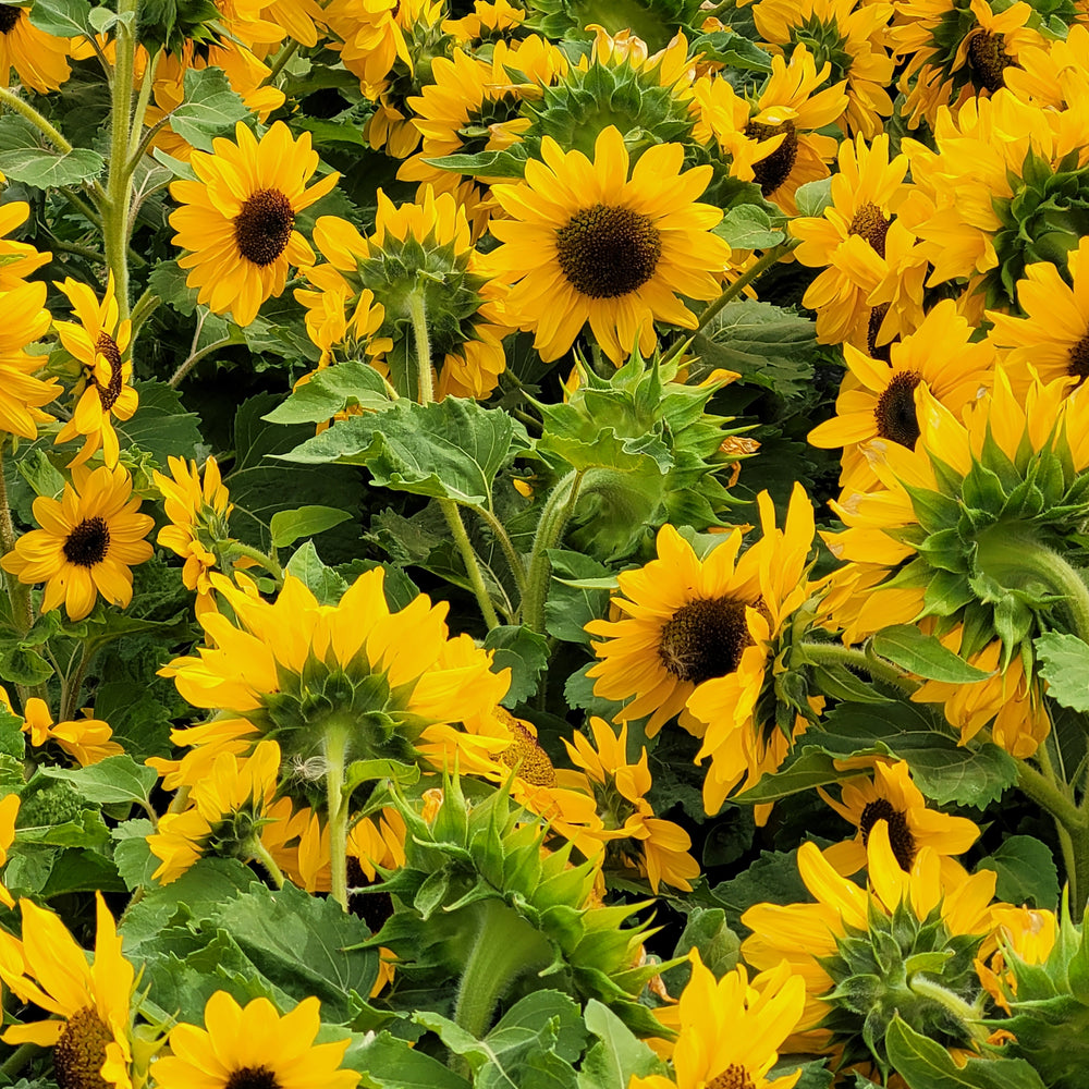 Sunflowers