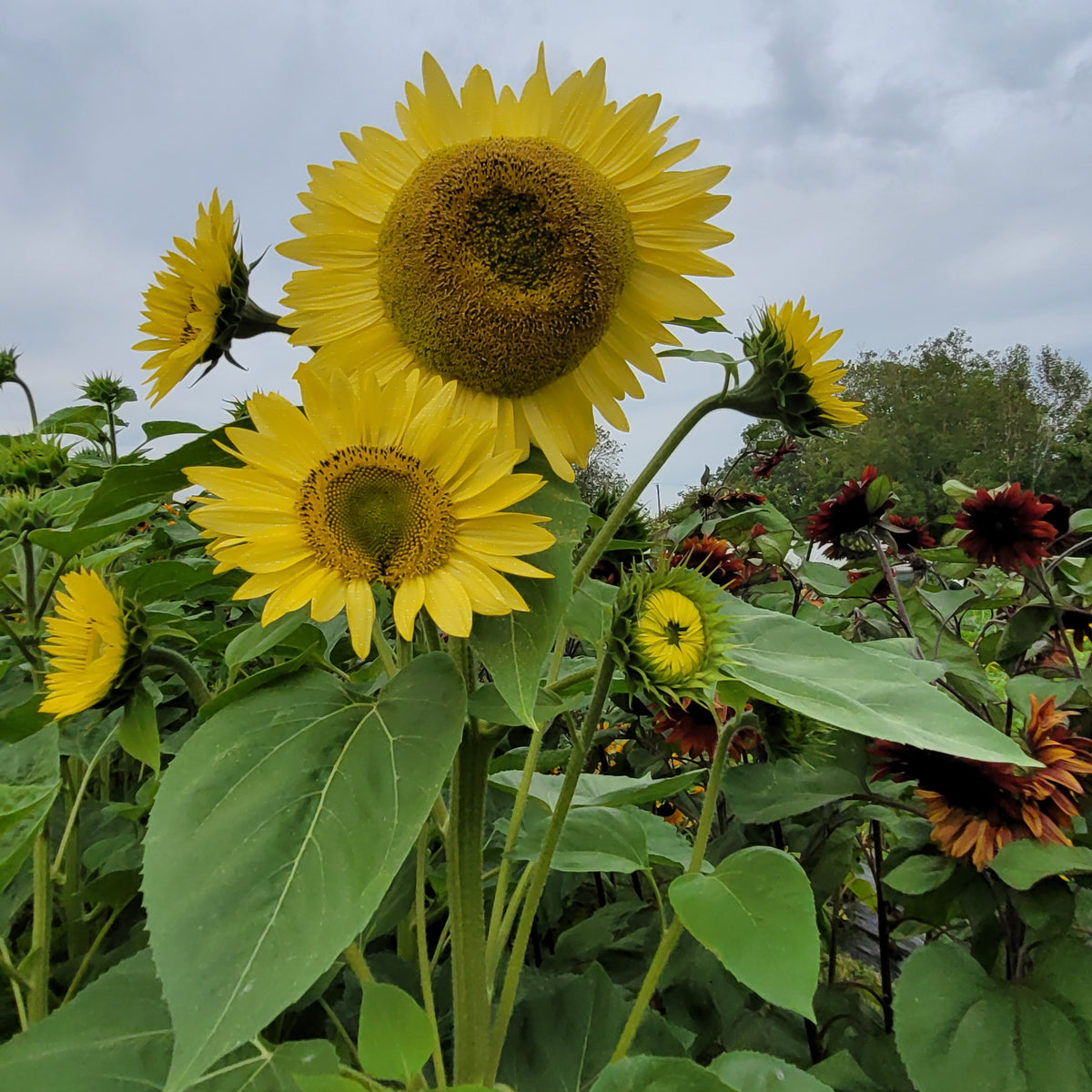 How to Grow Sunflowers