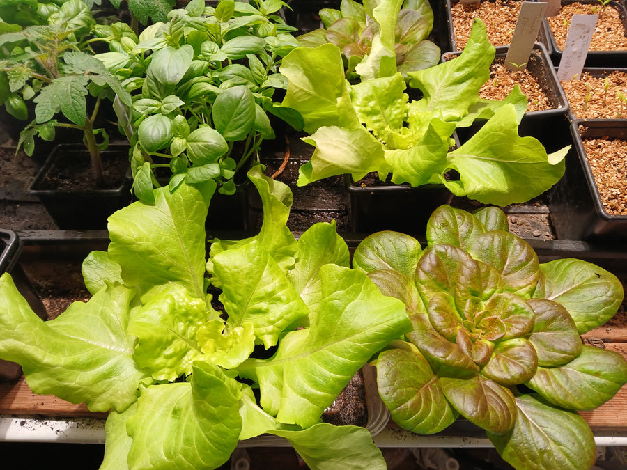 How to Grow Lettuce