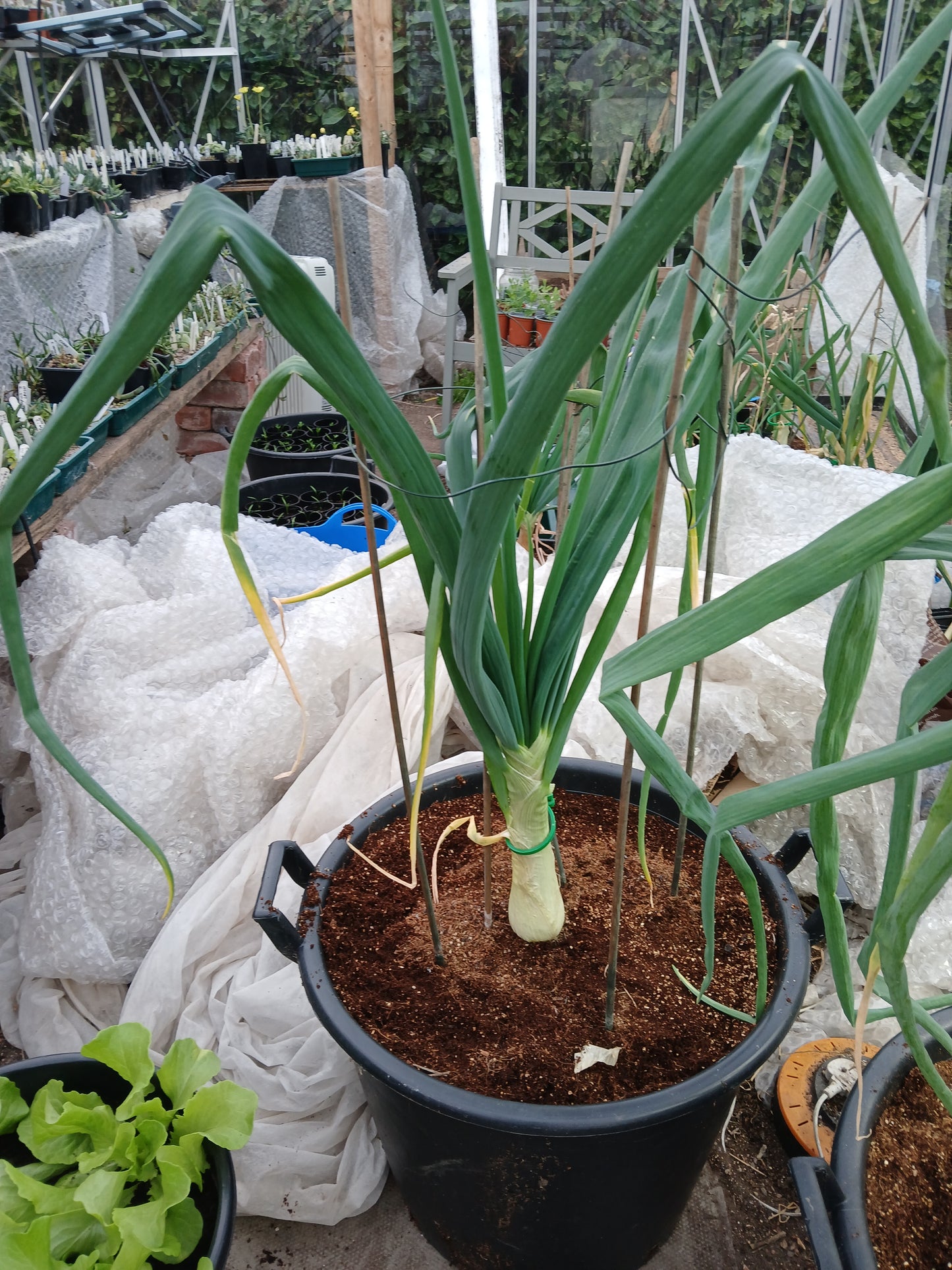 Robinsons Mammoth Onion Improved Seeds – Exhibition Giant Variety - 100 Seeds