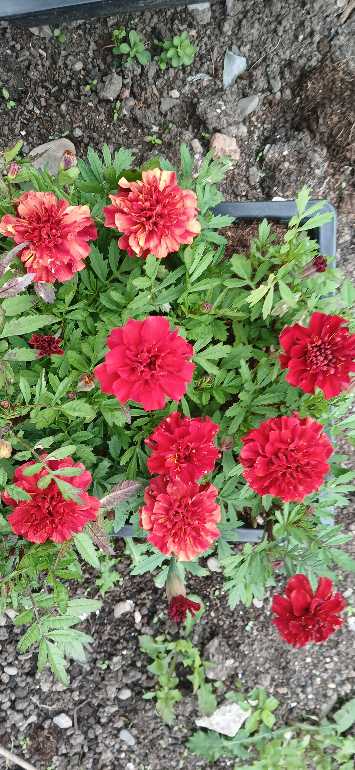 French Marigold Strawberry Blonde Seeds
