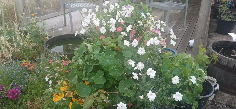 I only have a patio or small garden