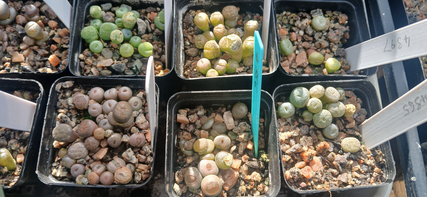 Lithops “Living Stone” Succulent Seeds – Mixed Colors | Cactus Seeds