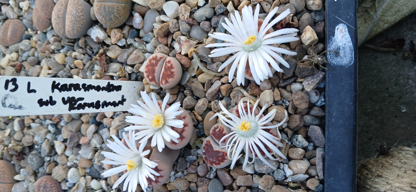 Lithops “Living Stone” Succulent Seeds – Mixed Colors | Cactus Seeds