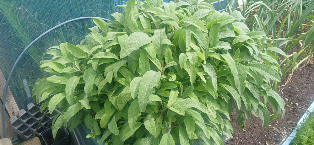 Sage