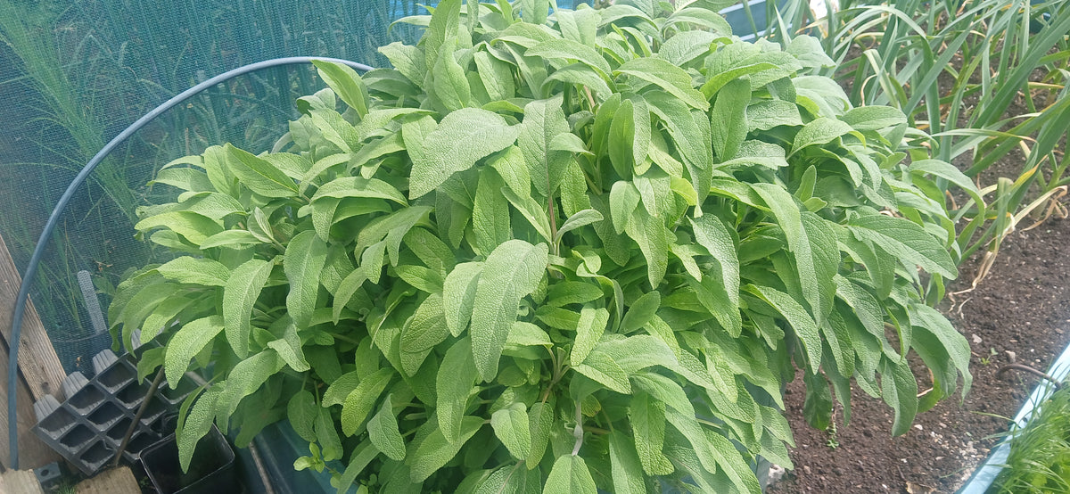 How to Grow Sage