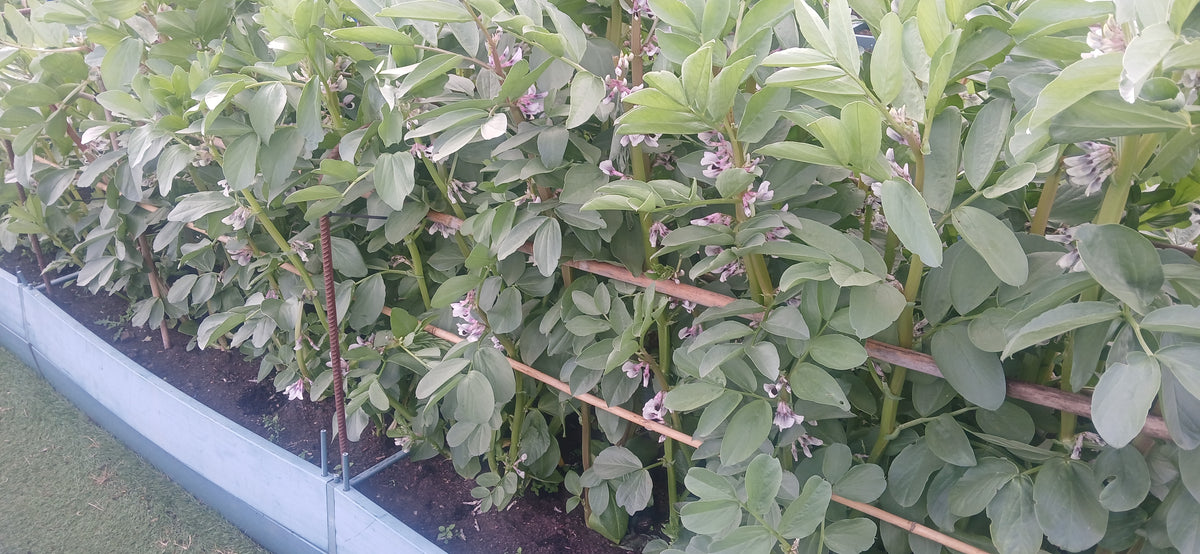 How to Grow Broad Beans