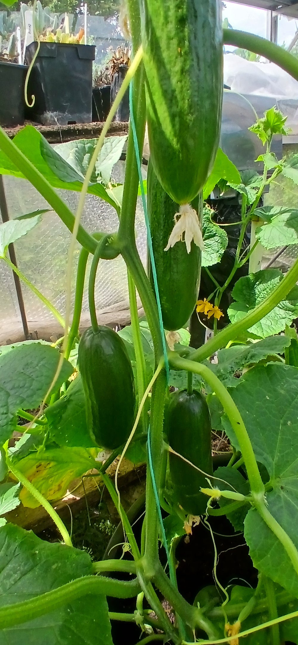Vegetables for Pots