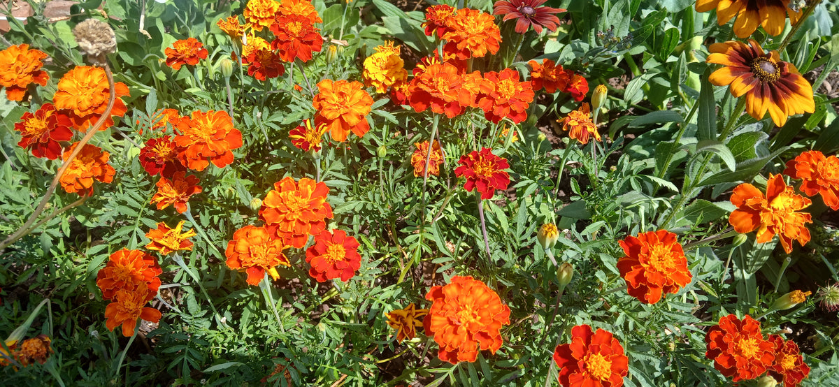 Flower Seeds
