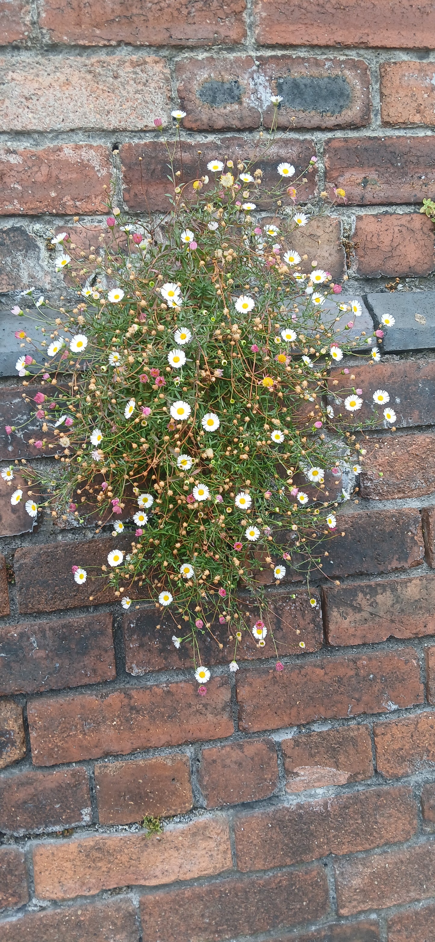 Erigeron Karvinskianus Profusion Seeds