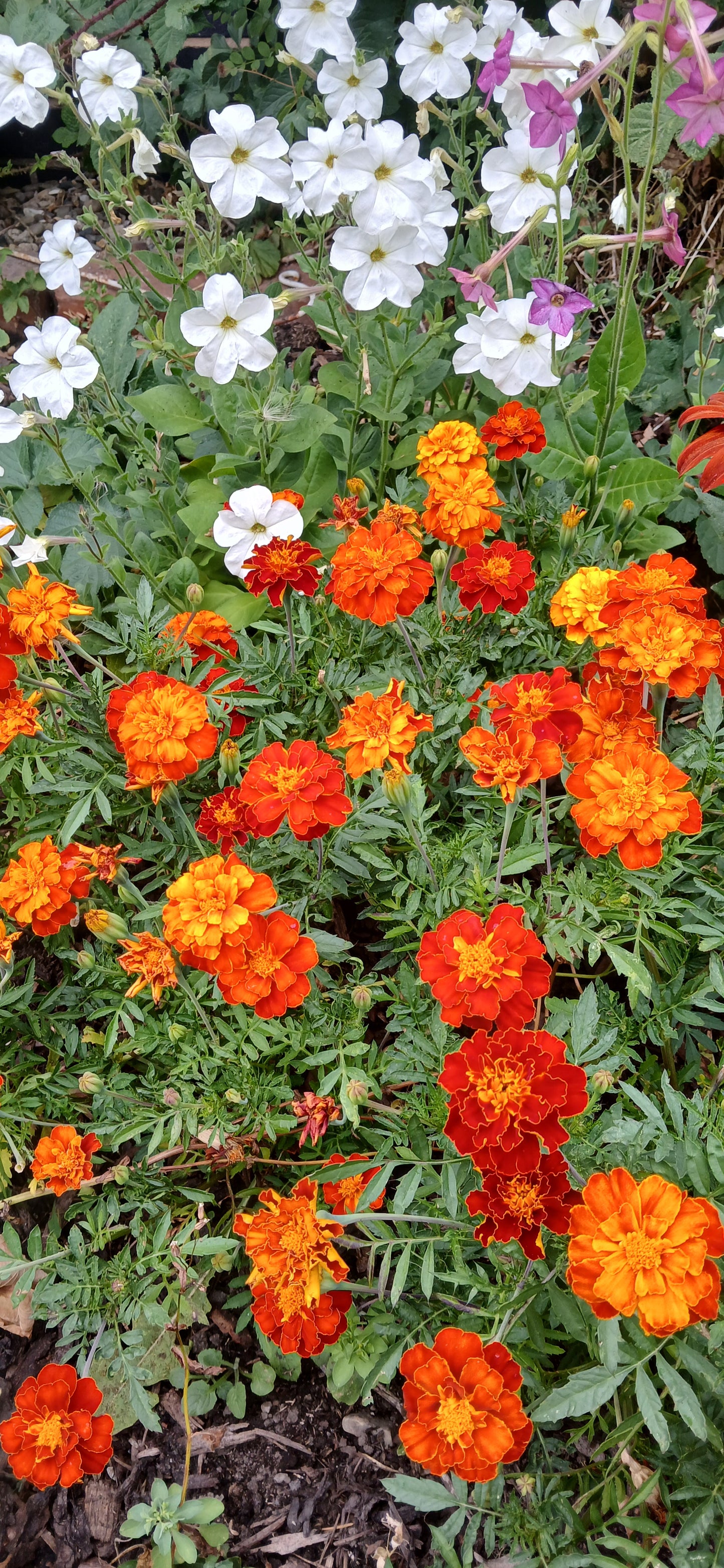 French Marigold Strawberry Blonde Seeds