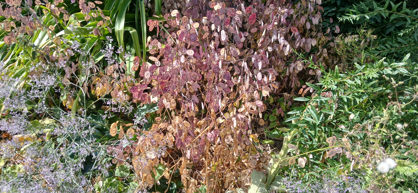 Honesty Mixed Seeds