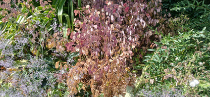 Honesty Mixed Seeds