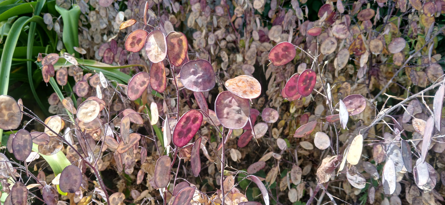 Honesty Mixed Seeds