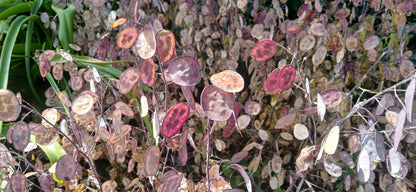 Honesty Mixed Seeds