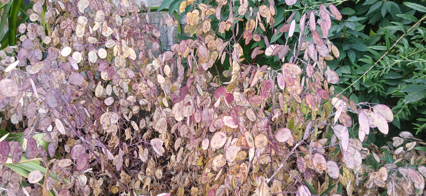 Honesty Mixed Seeds